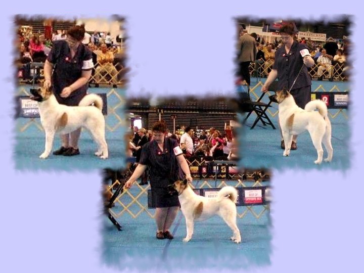 Belle at her 2nd show weekend
