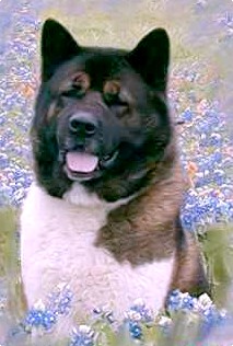 Akita Puppies Available 9/23/09